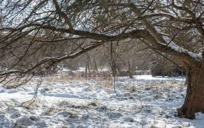 A Cold Trip to the Colonial Farm
