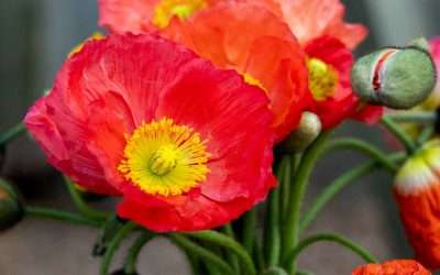 Blooming Marvels: Photographing Icelandic Poppies from 3 Porch Farms
