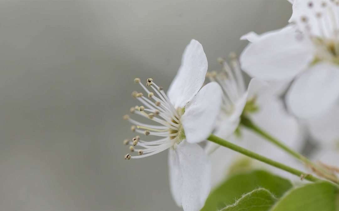 Photographs of Springtime in Washington