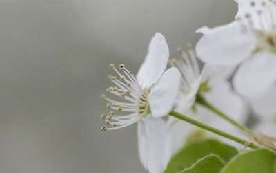 Photographs of Springtime in Washington