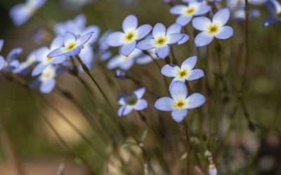 Small Wonders in My Backyard