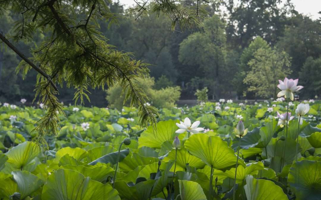 From Murky Depths to Radiant Beauty: Lessons from the Lotus at Kenilworth Aquatic Gardens