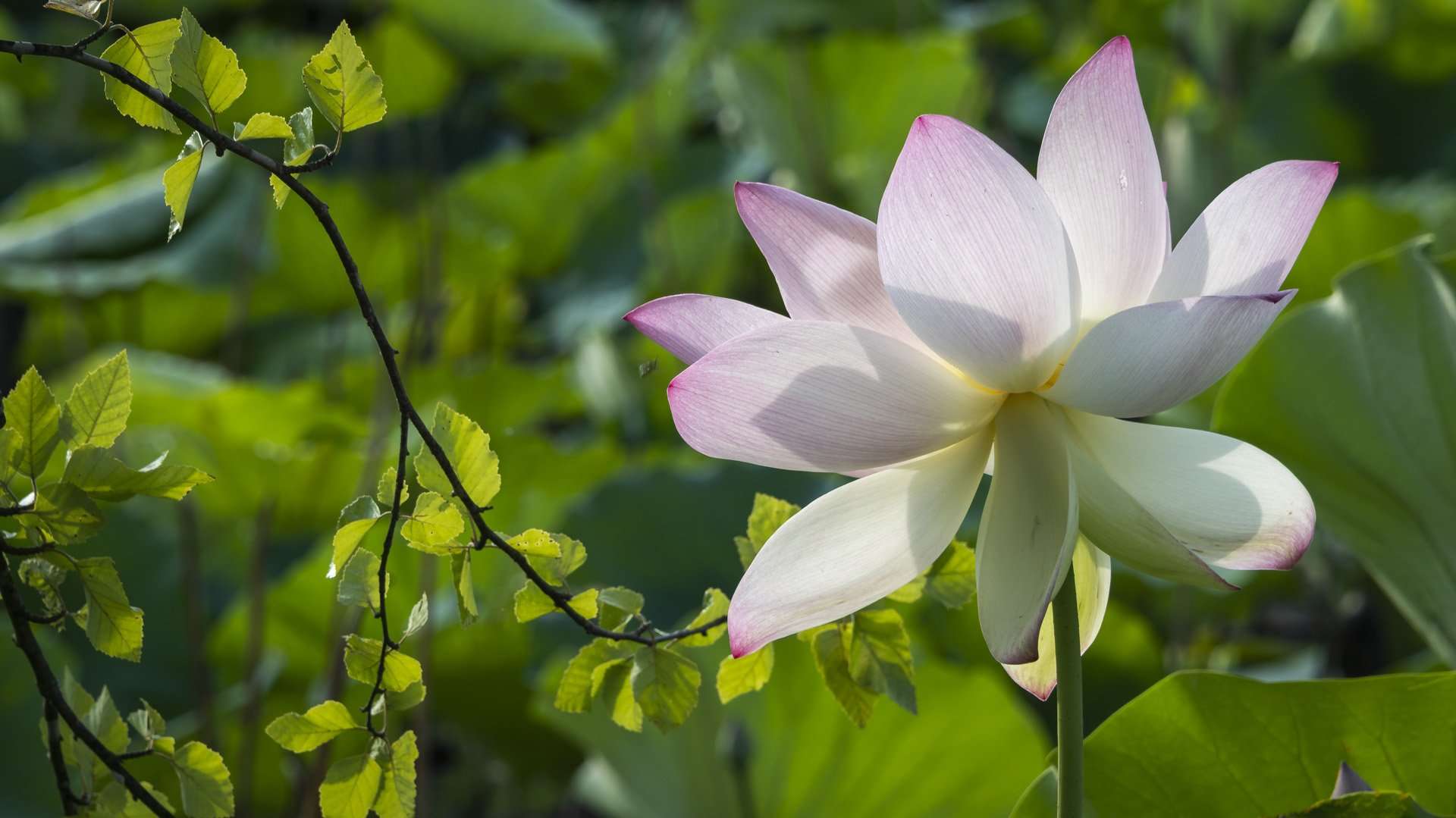 lotus pond at Kenilworth Gardens